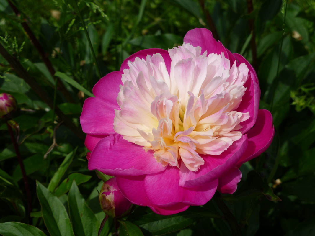 Paeonia 'Gay Paree' photo